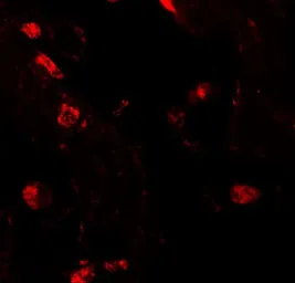 Anti-RILPL2 antibody used in IHC (Paraffin sections) (IHC-P). GTX31848
