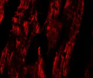 Anti-ERR beta antibody used in IHC (Paraffin sections) (IHC-P). GTX31852