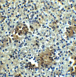 Anti-ABCA7 antibody used in IHC (Paraffin sections) (IHC-P). GTX31856