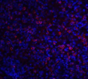 Anti-ABCA7 antibody used in IHC (Paraffin sections) (IHC-P). GTX31856