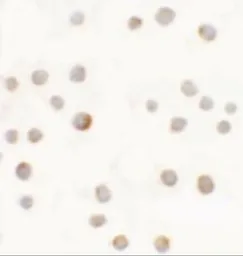 Anti-ABCA7 antibody used in Immunocytochemistry/ Immunofluorescence (ICC/IF). GTX31856