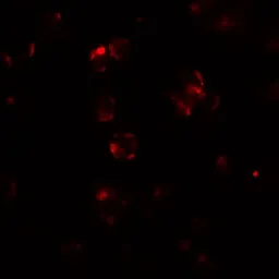 Anti-ABCA7 antibody used in Immunocytochemistry/ Immunofluorescence (ICC/IF). GTX31856