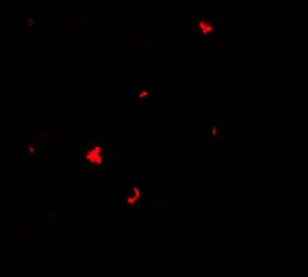 Anti-PHLPP1 antibody used in Immunocytochemistry/ Immunofluorescence (ICC/IF). GTX31861