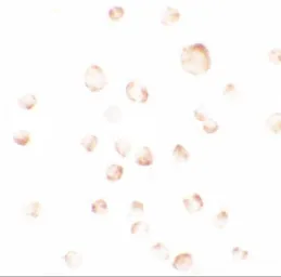 Anti-PHLPP1 antibody used in Immunocytochemistry/ Immunofluorescence (ICC/IF). GTX31861