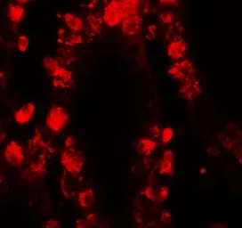 Anti-STAT3 antibody used in IHC (Paraffin sections) (IHC-P). GTX31870