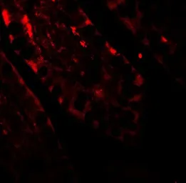 Anti-TORC2 antibody used in IHC (Paraffin sections) (IHC-P). GTX31879