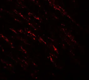Anti-B-Raf antibody used in IHC (Paraffin sections) (IHC-P). GTX31881