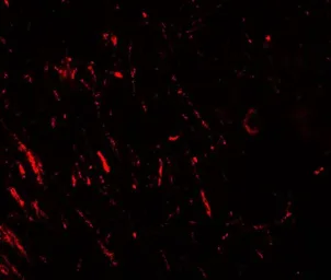 Anti-PRAS40 antibody used in IHC (Paraffin sections) (IHC-P). GTX31882