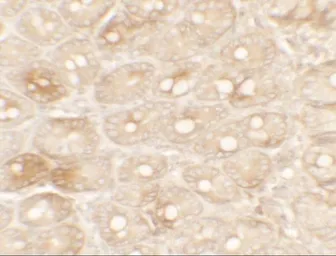 Anti-TFPI antibody used in IHC (Paraffin sections) (IHC-P). GTX31885