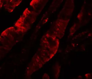 Anti-TFPI antibody used in IHC (Paraffin sections) (IHC-P). GTX31885