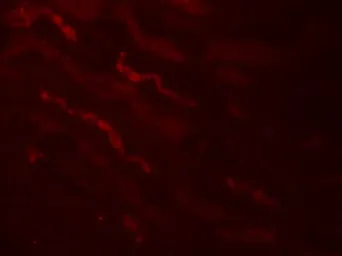 Anti-Kallikrein 4 antibody used in IHC (Paraffin sections) (IHC-P). GTX31887