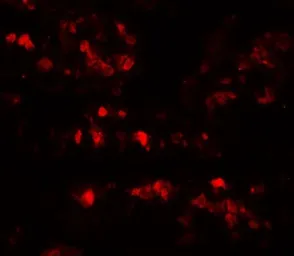 Anti-AIMP2 antibody used in IHC (Paraffin sections) (IHC-P). GTX31896