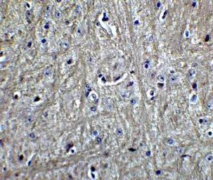 Anti-RPSA antibody used in IHC (Paraffin sections) (IHC-P). GTX31902