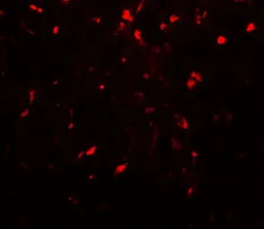 Anti-RPSA antibody used in IHC (Paraffin sections) (IHC-P). GTX31902