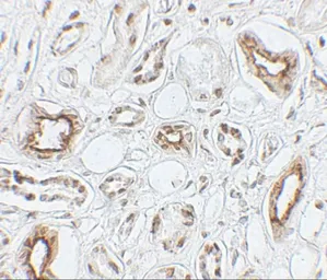 Anti-Aquaporin 2 antibody used in IHC (Paraffin sections) (IHC-P). GTX31904
