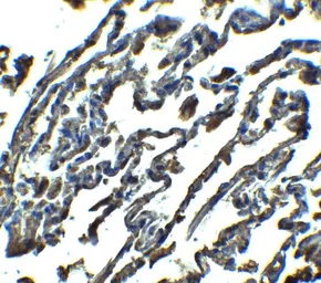 Anti-SPNS1 antibody used in IHC (Paraffin sections) (IHC-P). GTX31907