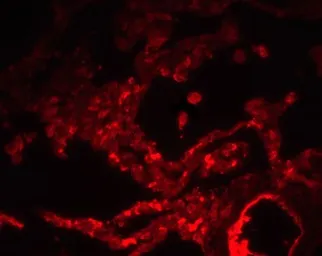 Anti-SPNS1 antibody used in IHC (Paraffin sections) (IHC-P). GTX31907