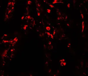 Anti-SUZ12 antibody used in IHC (Paraffin sections) (IHC-P). GTX31909