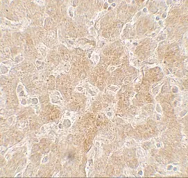 Anti-PGC1 alpha antibody used in IHC (Paraffin sections) (IHC-P). GTX31910