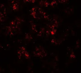 Anti-PGC1 alpha antibody used in IHC (Paraffin sections) (IHC-P). GTX31910