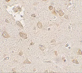 Anti-FMRP antibody used in IHC (Paraffin sections) (IHC-P). GTX31911