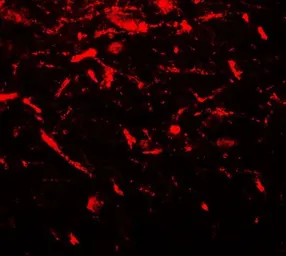 Anti-FMRP antibody used in IHC (Paraffin sections) (IHC-P). GTX31911