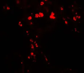 Anti-HMGB1 antibody used in IHC (Paraffin sections) (IHC-P). GTX31912