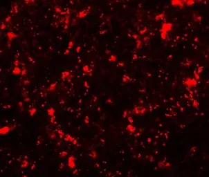 Anti-ME2 antibody used in IHC (Paraffin sections) (IHC-P). GTX31915