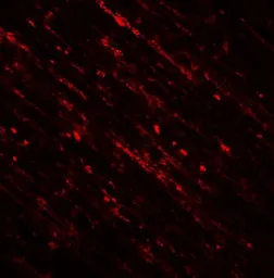 Anti-DENR antibody used in IHC (Paraffin sections) (IHC-P). GTX31918