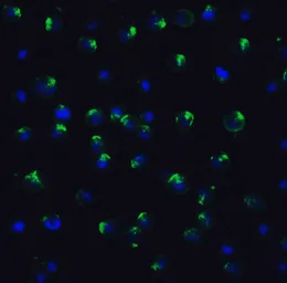 Anti-PGC1 alpha antibody used in Immunocytochemistry/ Immunofluorescence (ICC/IF). GTX31921