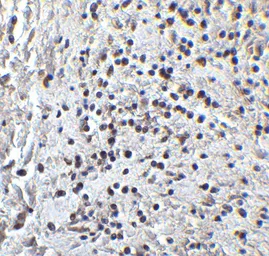 Anti-PGC1 alpha antibody used in IHC (Paraffin sections) (IHC-P). GTX31921