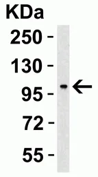 Anti-PGC1 alpha antibody used in Western Blot (WB). GTX31921