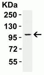 Anti-PGC1 alpha antibody used in Western Blot (WB). GTX31921