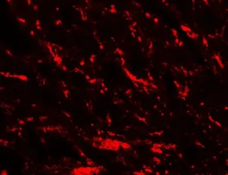 Anti-MFN2 antibody used in IHC (Paraffin sections) (IHC-P). GTX31923