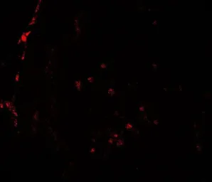 Anti-HDAC2 antibody used in IHC (Paraffin sections) (IHC-P). GTX31925
