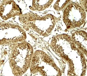 Anti-HDAC6 antibody used in IHC (Paraffin sections) (IHC-P). GTX31926