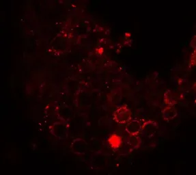 Anti-HDAC6 antibody used in IHC (Paraffin sections) (IHC-P). GTX31926