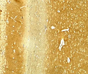 Anti-alpha Synuclein antibody used in IHC (Paraffin sections) (IHC-P). GTX31928