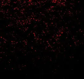 Anti-alpha Synuclein antibody used in IHC (Paraffin sections) (IHC-P). GTX31928