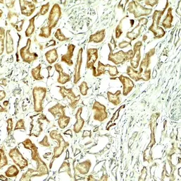 Anti-NOX1 antibody used in IHC (Paraffin sections) (IHC-P). GTX31929