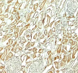 Anti-NOX3 antibody used in IHC (Paraffin sections) (IHC-P). GTX31931