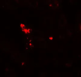Anti-NOX3 antibody used in IHC (Paraffin sections) (IHC-P). GTX31931