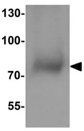 Anti-NOX3 antibody used in Western Blot (WB). GTX31931