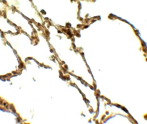 Anti-CD55 antibody used in IHC (Paraffin sections) (IHC-P). GTX31932