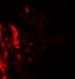 Anti-CD55 antibody used in IHC (Paraffin sections) (IHC-P). GTX31932