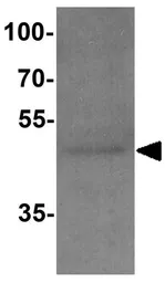 Anti-CD55 antibody used in Western Blot (WB). GTX31932