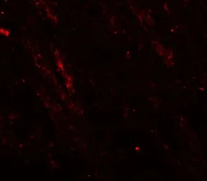 Anti-Cav3.2 antibody used in IHC (Paraffin sections) (IHC-P). GTX31939