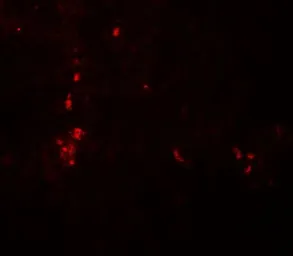 Anti-ATG4B antibody used in IHC (Paraffin sections) (IHC-P). GTX31942
