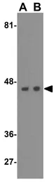 Anti-ATG4B antibody used in Western Blot (WB). GTX31942
