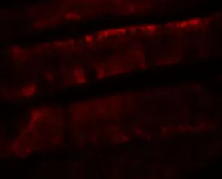 Anti-Adenosine A2b Receptor antibody used in IHC (Paraffin sections) (IHC-P). GTX31945